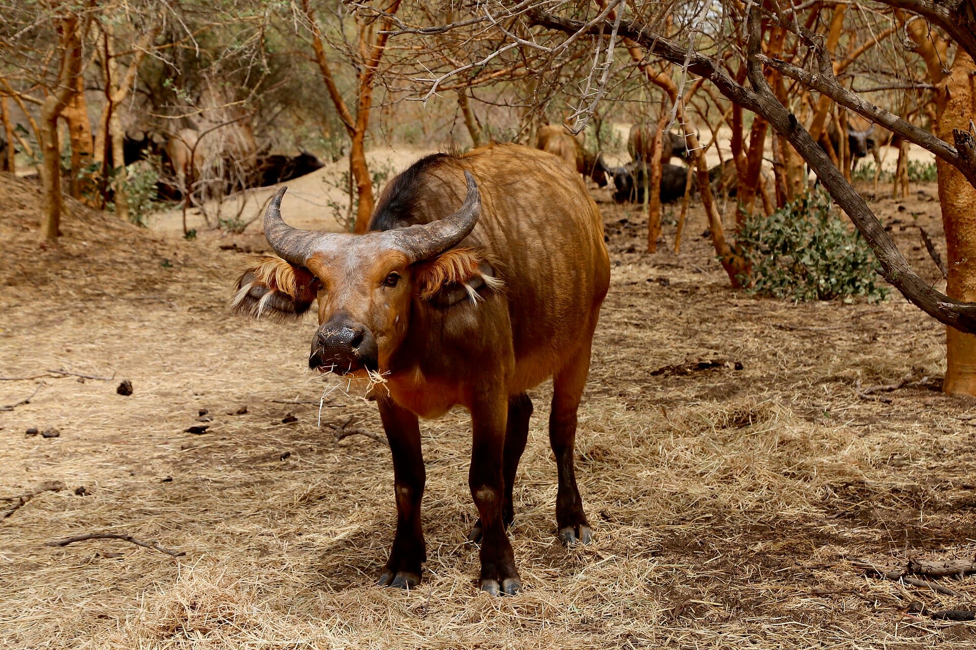 An African buffalo grazing in the bush, the rest of the herd behind it.