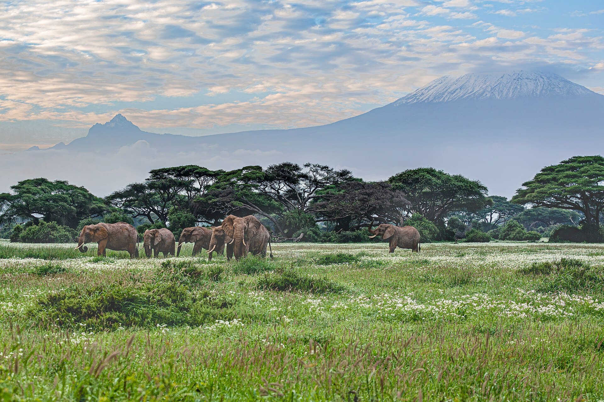 A herd of elephants crossing the Amboseli plains beneath the snow-capped peak of Mount Kilimanjaro.