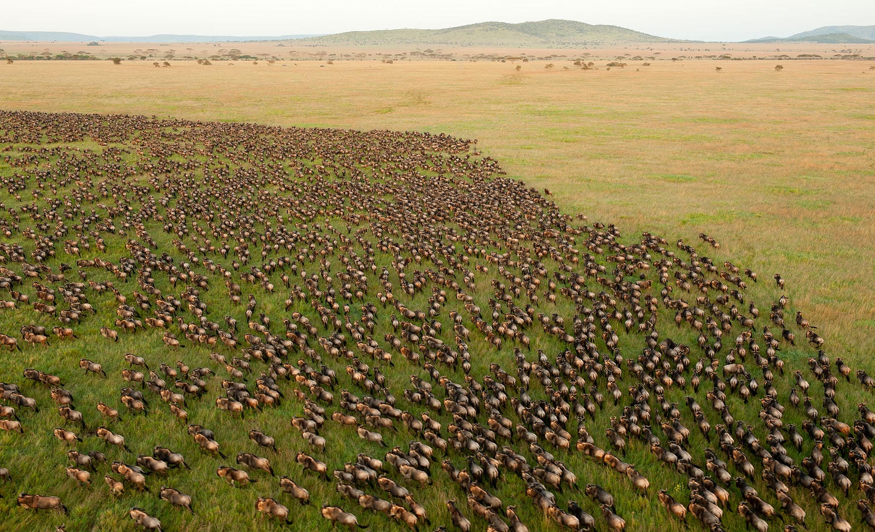 Serengeti