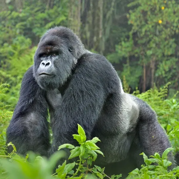 Bwindi & Volcanoes