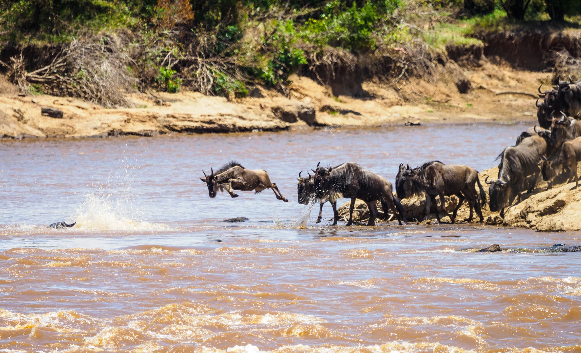 A wildebeest migration line crossing the plains with Kilimanjaro on the horizon.