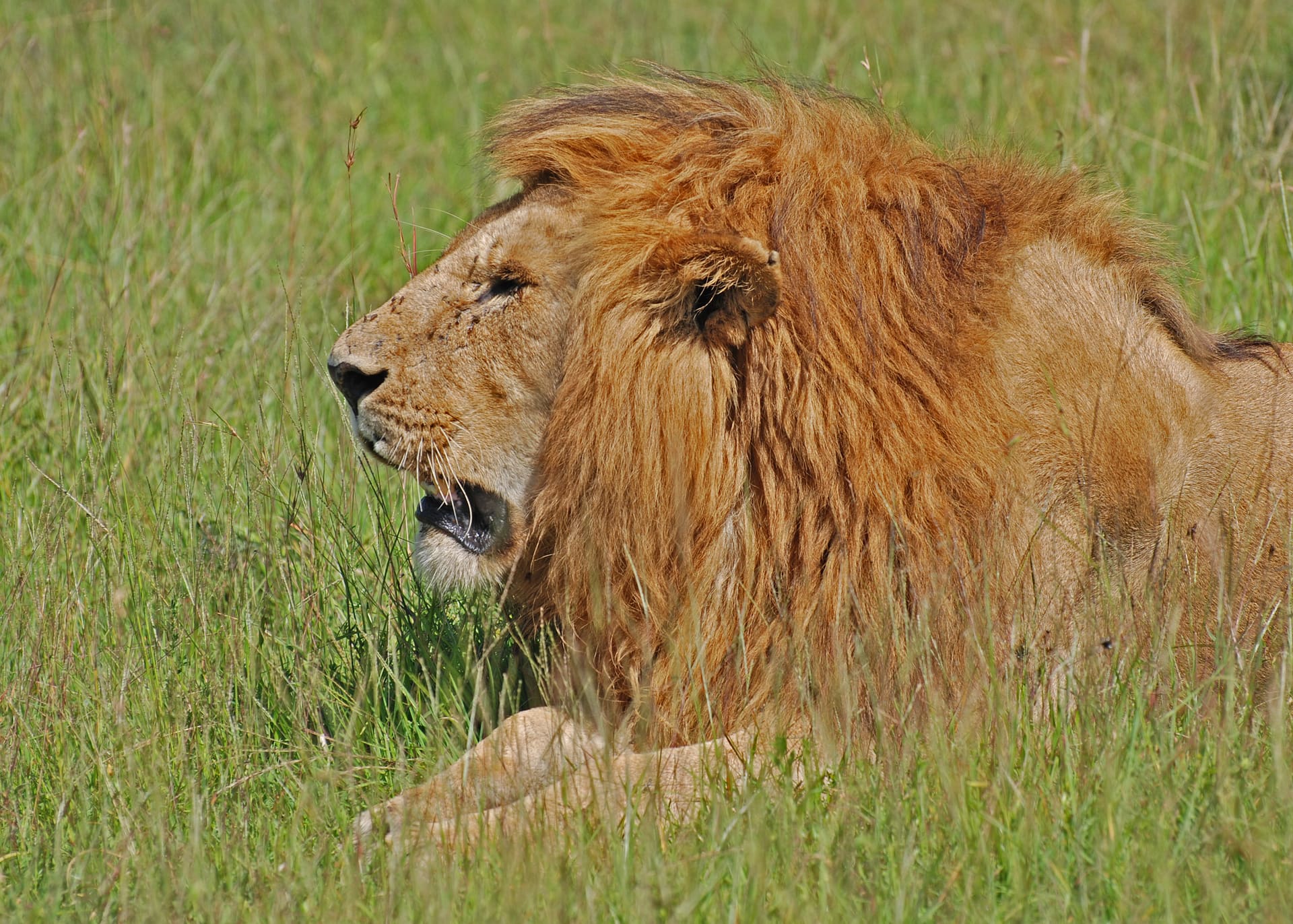 Maasai Mara